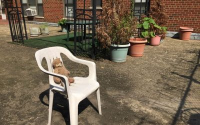 KonMari letting go series: Sentimental Item #3 My Dog’s Teddy Bear