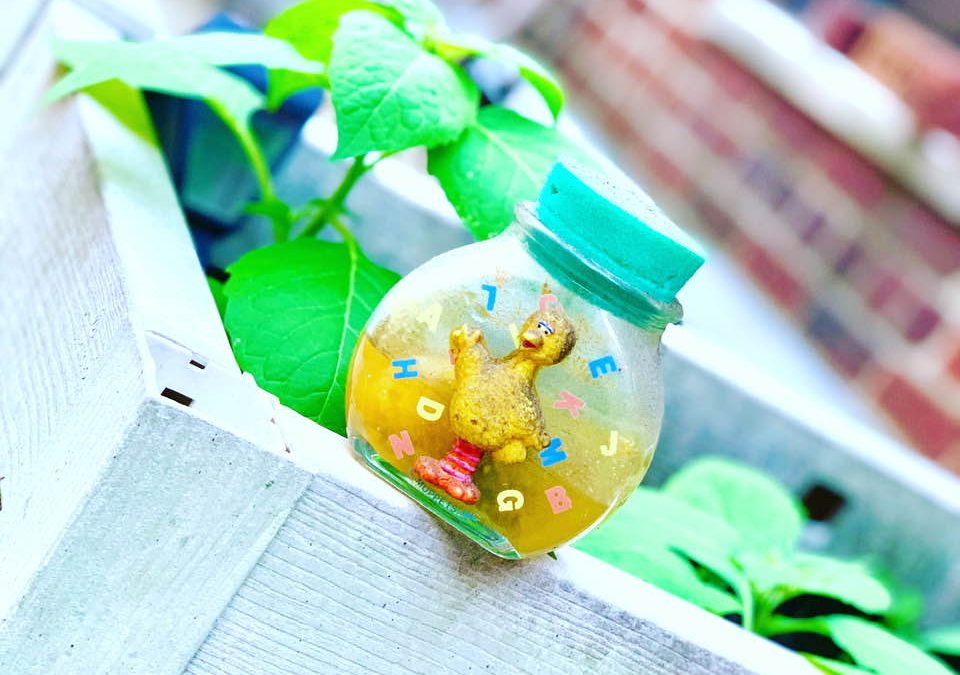 KonMari letting go series: Sentimental Item #4 Marimo moss ball